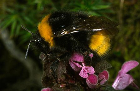 Ungarische Hummel (Bombus haematurus) - © Johann Neumayer